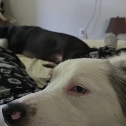 Australian Shepher in need of rehoming.
