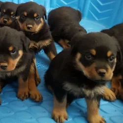 rottweiler puppies