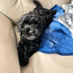 10 Week Old Tuxedo color Cockapoo