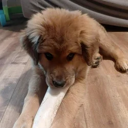 3 Month old puppy, last of the litter!
