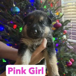 AKC German Shepherd Puppies