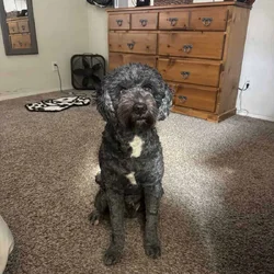 MEET BEAR 🐾