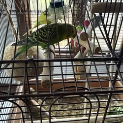 Parakeets well feed and healthy
