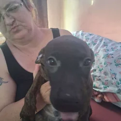 Free puppys