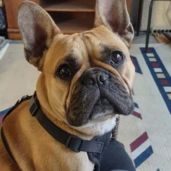 French Bulldod
