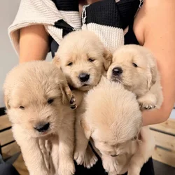 Golden Retriever Puppies for Sale