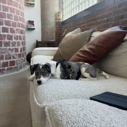 Sweet, Loving Puppy Looking for a Forever Home 💛