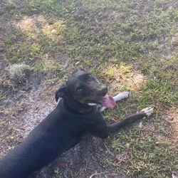 Giving Dog Away