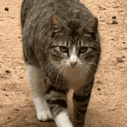 Cat needs a home