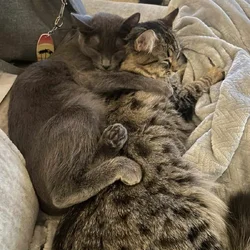 Rehoming 2 sister cats 1 year olds