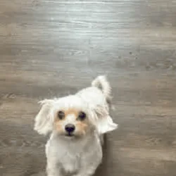 Dog for sale
