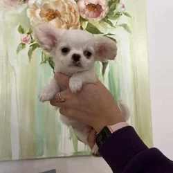 Chihuahua