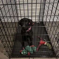 Labrador Retriever 1.5yo Luna for Adoption