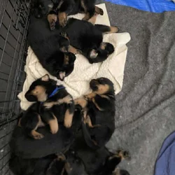 Shepweiler Puppiess