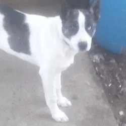 Free puppy. Queensland mix.