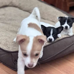 Pomchi puppies