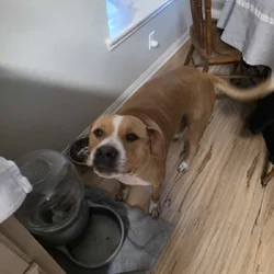 2 great pups up for rehoming