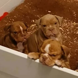 Olde-english-bulldogge