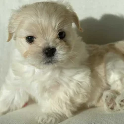 Maltese mix boy