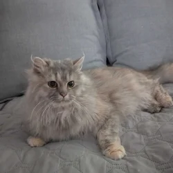 Persian/ bobtail mix