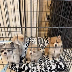 Pom puppies