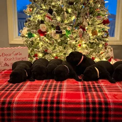 3 Black Female Labrador Retriever Puppies