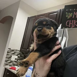 Dark Blue Collar Rottweiler