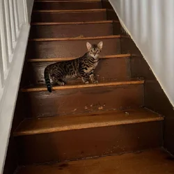 Female bengal