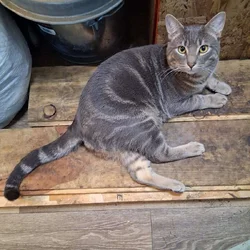 2 free cats
