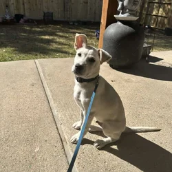 Puppy for adaption