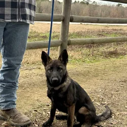 Female GSD Puppy - Nyx