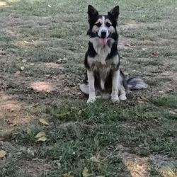 Rehoming Border Collie