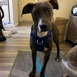 Plott Hound