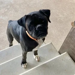 AKC registered boxer, spayed, good with kids