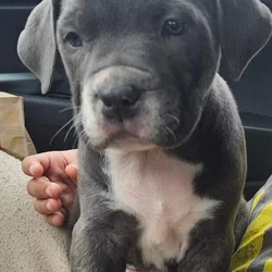 Cane corso pit mix/