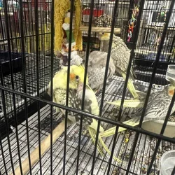 Male cockatiel for sale in Nj