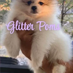 Pomeranian puppies ready for a forever home