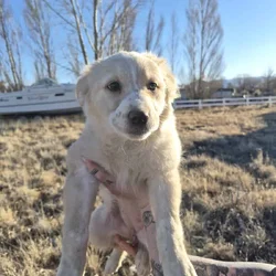 Aussie-Heeler mix puppies