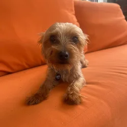 MALE YORKIE 1 Yrs Old