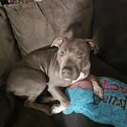 2 Blue nose pitbull siblings