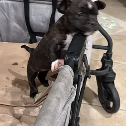 Frenchie Puppy