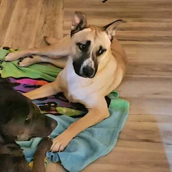 Free Husky Pitbull Terrier 1.5yo