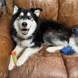 Male Husky