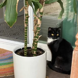 Free female tuxedo cat