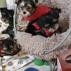 SC yorkie puppies