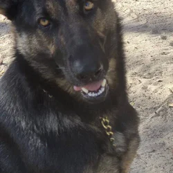 German Shepherd female