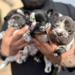 Bigrope fluffy french bulldog