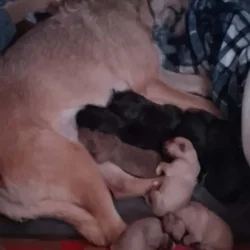 4 Puppies Needing a Forever Home