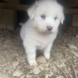 Great pyrennese puppies