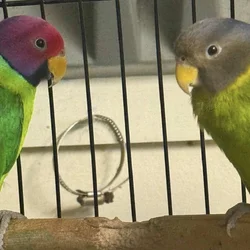 Bonded Pair of Plumb Headed Parakeets
